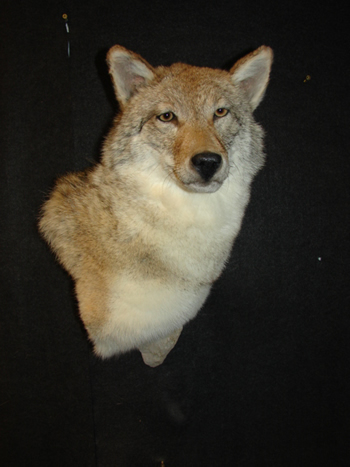 Coyote shoulder 